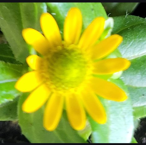 Foto einer echten Husarenknöpfchen-Blüte von oben