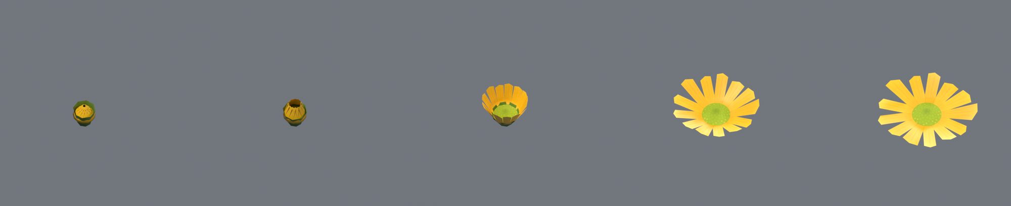 Eine Blüte in fünf Stufen, von der kleinen grünen Knospe bis zur offenen gelben Blüte